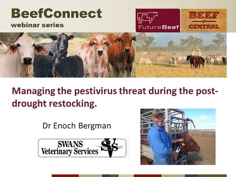 Managing the pestivirus (BVDV) threat during post-drought restocking