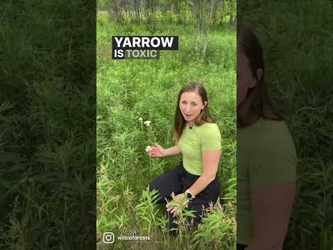 Let’s get to know common yarrow #shortsvideo #shortsfeed #shorts